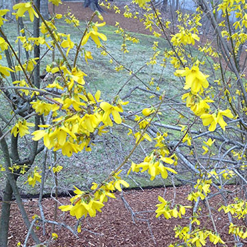 forsythia at Rosewood
